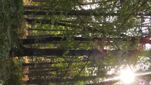 Vertical Video of a Forest with Many Trees in Autumn