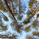 Tall Pine Trees in the Forest - VideoHive Item for Sale