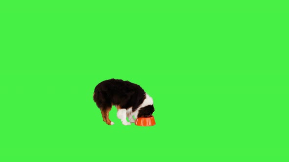 Australian Shepherd Dog Eating Pet Food on a Green Screen Chroma Key