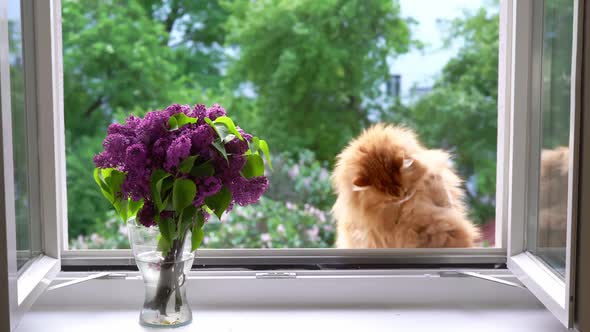 Ginger Cat Sits at Open Window on Summer Time