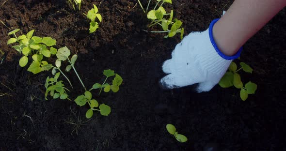 Woman Farmer Planting Cucumber Seedlings in the Garden at the Farm