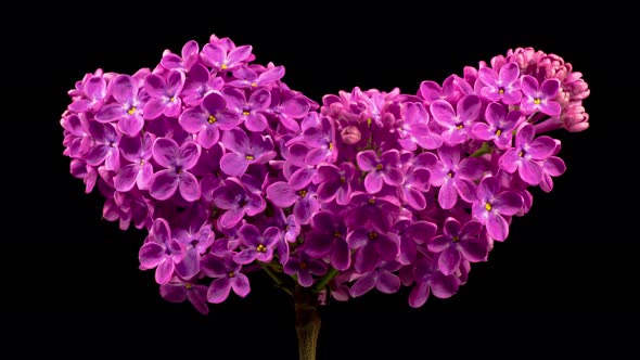 Beautiful Time Lapse of Opening Violet Flower of Lilac in the Shape of a Heart