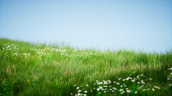 Field of Green Fresh Grass Under Blue Sky