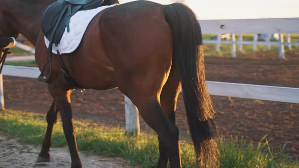 Female Horse Owner Taking Her Dark Bay Horse For A Ride In The Evening Back View