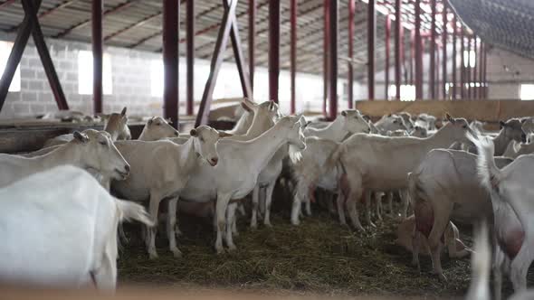 Herd of White Bearded Dairy Goats in Stable Indoors Chewing Hay Walking in Slow Motion