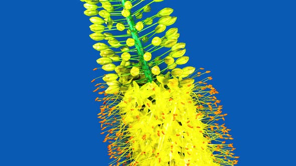 Yellow Flower Eremurus Blooming in Time Lapse on a Blue Background. Foxtail Lily