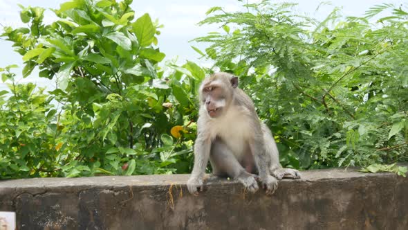 Monkey Sits on a Concrete Fence Near Pandawa Beach Bali   Handheld