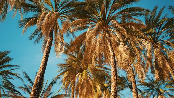 Palm Trees at Santa Monica Beach