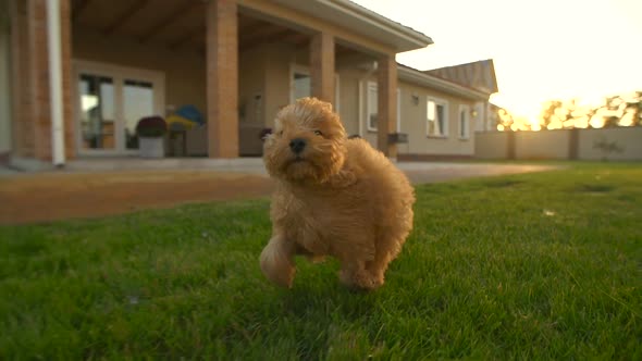 Little Poodle Running and Smile on the Grass at Slow Motion 200Fps