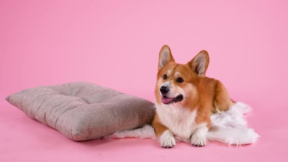 The Pembroke Welsh Corgi Lies on a White Fur Blanket Next To a Pillow