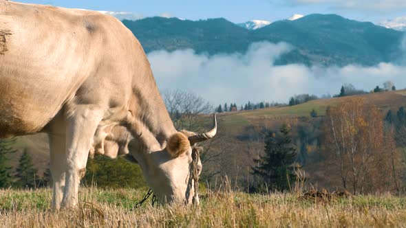 Farm cow grazing on alpine pasture meadow in summer mountains.