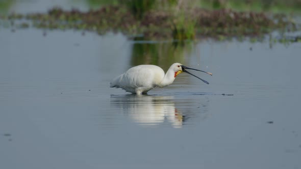 White long legged Spoonbill chasing prey in pond with long flat beak - full shot