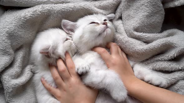 Children's Hands Stroke and Scratch Two White Fluffy and Cute Kittens of the British Breed on a Gray