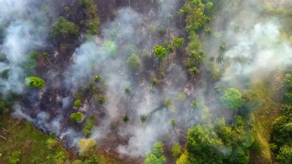 Bushfires threatens animals in tropical forests of Australia - Aerial drone shot