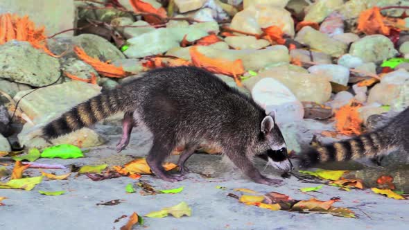 Raccoons walking in slow motion 