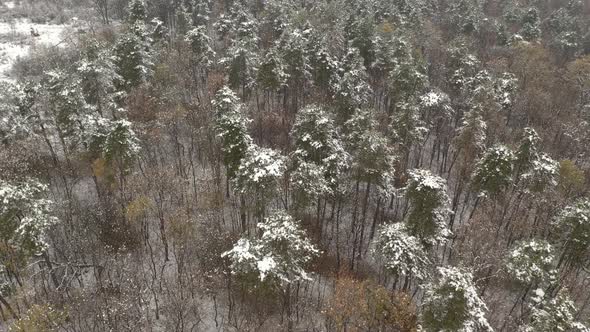 Slow flying over the snowed woods 4K aerial footage