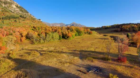 Flying over a mountain meadow with vivid autumn colors then pull back between the golden leaf branch