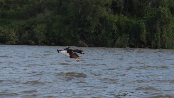 980292 African Fish-Eagle, haliaeetus vocifer, Adult in flight, Fish in Claws, Fishing at Baringo La