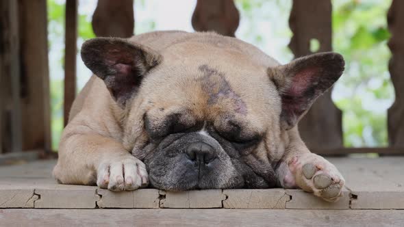 British Bulldog laying down on the floor. Cute pet concept alt