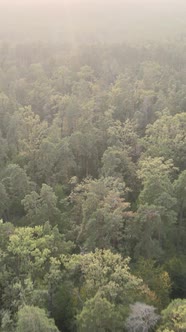 Green Forest on a Summer Day