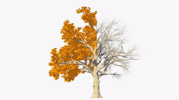 Half Autumn And Half Dead Tree alt