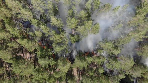 Top View of a Fire Erupted in the Forest