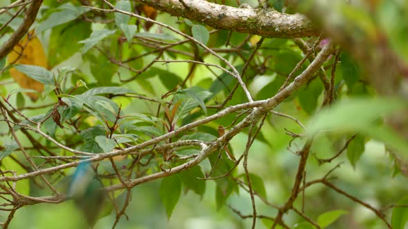 Tropical bird sitting on a branch in a rainforest and flying off. Green Thorntail bird sitting on a