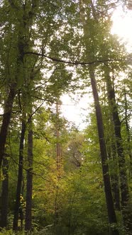 Vertical Video Autumn Forest with Trees By Day