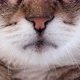 Macro Shoot On Cat Mouth And Whiskers - VideoHive Item for Sale