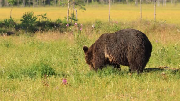 Brown Bear Ursus Arctos in Wild Nature