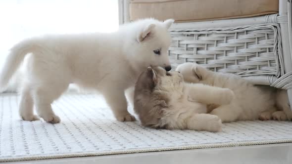 Cute Siberian Husky Puppies Playing In A Room