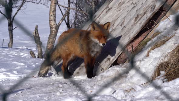 Red fox in captivity looking into camera close to entrance of shelter - Sunny winter day static clip