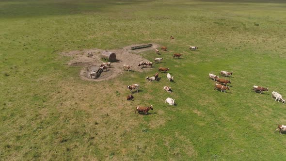 Cows Graze on Pasture