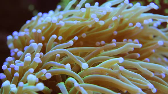 Torch Soft Coral Reef Closeup. 