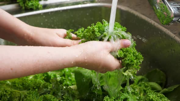 Woman Washing in Water in Sink Green Kale Cabbage Leaves in Kitchen