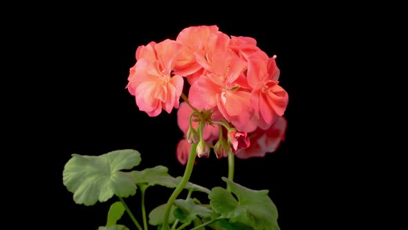 Time Lapse of Opening Red Geranium ( Pelargonium ) Flower