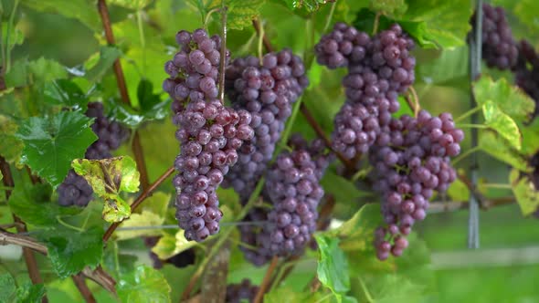 Wet after Rain Red Grapes for Wine.