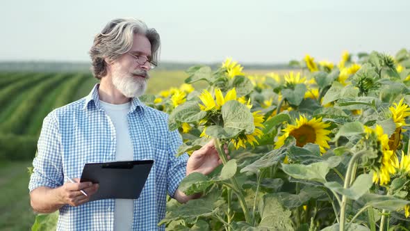 Mature Confident an with Notebook Checking Sunflowers in the Field