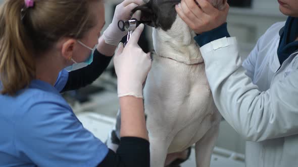 Assistant Holding Dog As Veterinarian Examining Ears with Otoscope in Slow Motion