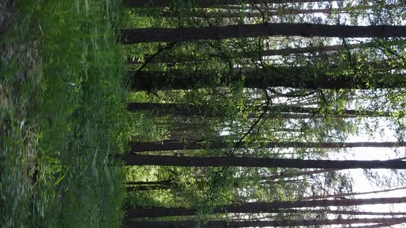 Vertical Video of a Forest with Pine Trees