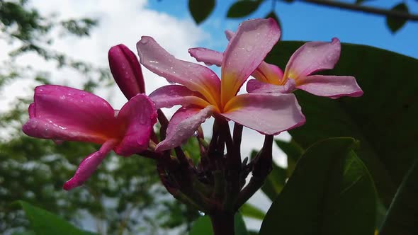 Close up shot of pink Plumeria with rain drops on the petals and blue cloudy sky in the background.