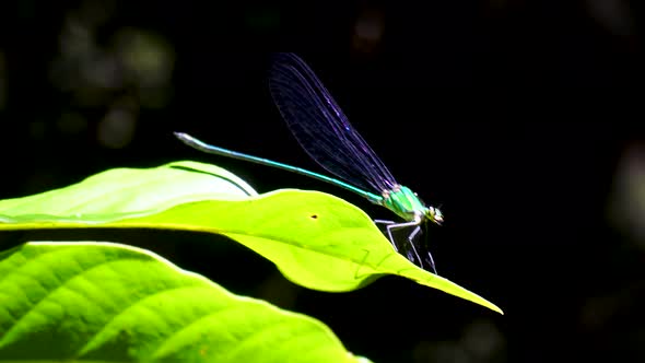 Green Iridescent Dragonfly Perched On Green Leaf Before Flying Off In Khao Sok Jungle