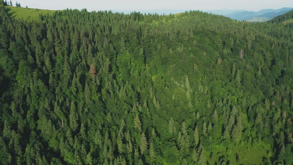 Aerial View of Fir Trees in a Green Coniferous Forest on a Sunny Summer Day