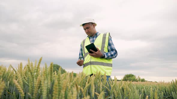 Man Farmer Walks Through a Wheat Field at Sunset Touching Green Ears of Wheat with His Hands