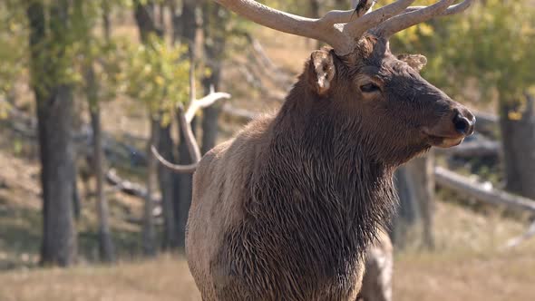 Close up view of Bull Elk gazing into the distance