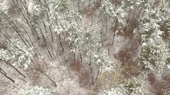 Slow flying over snowed forest 4K drone video