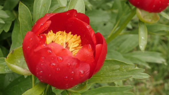 Shallow DOF Paeonia peregrina  flower 4K 2160p 30fps UltraHD footage - Raindrops all over  Paeoniace