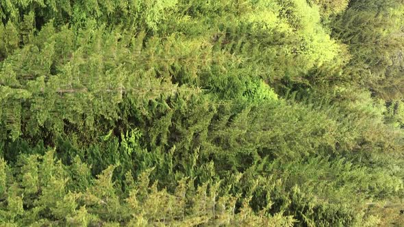 Vertical Video Aerial View of Trees in the Forest