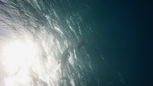 Two Dolphins Playing in Blue Water Red Sea