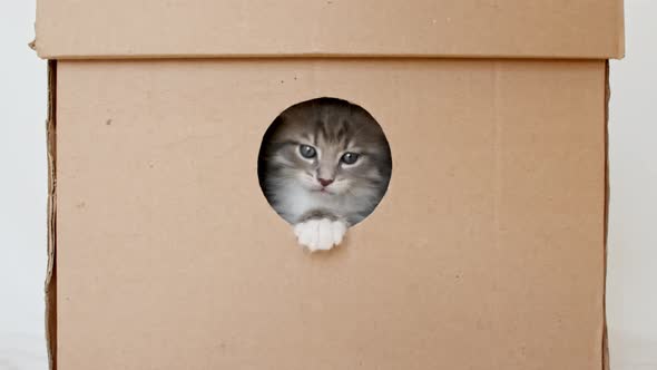 Striped Grey Kitten Getting Out From Hole in a Cardboard Box